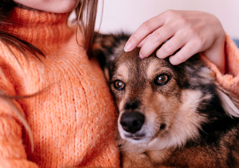 woman-petting-adorable-dog