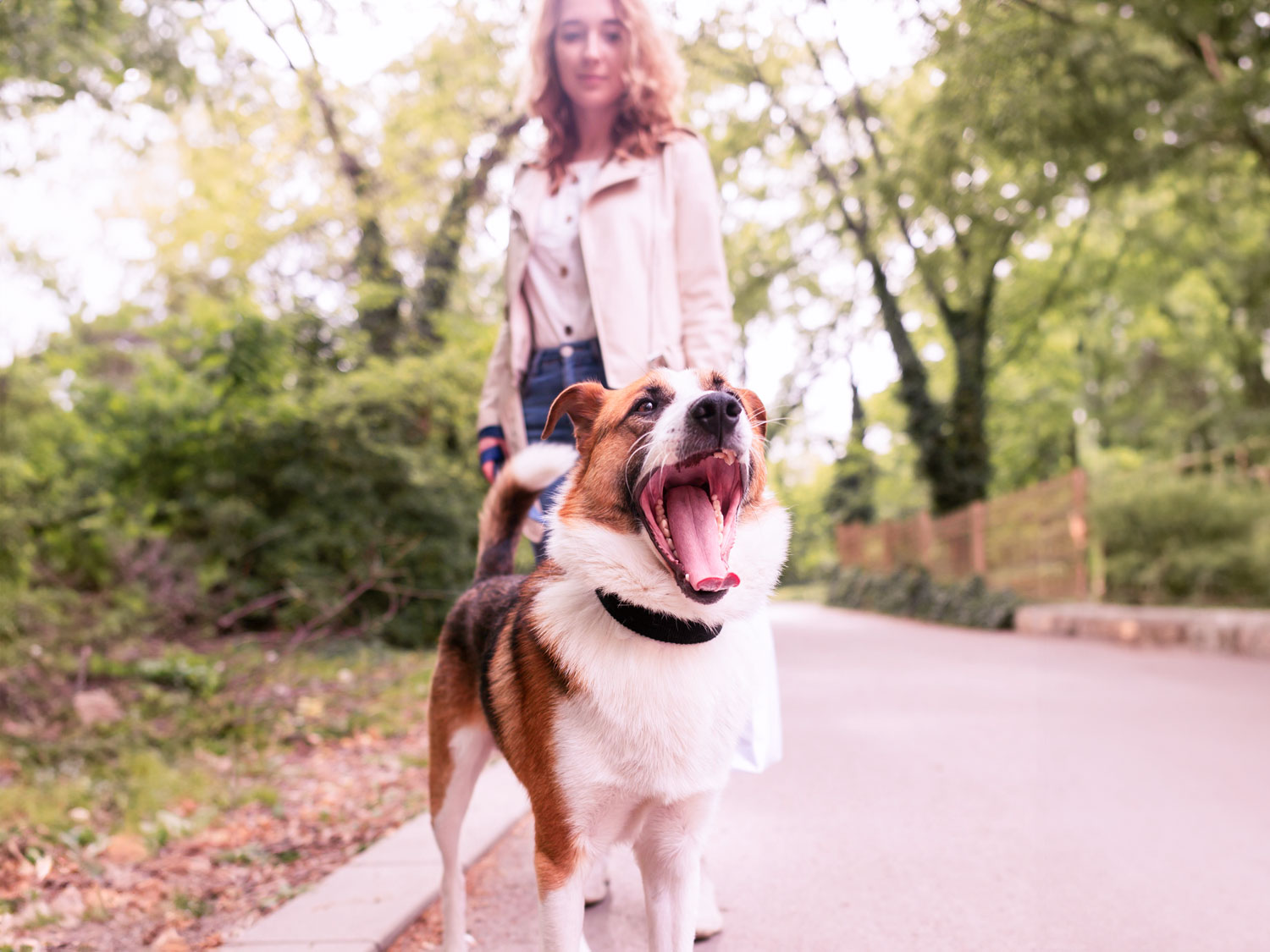 are-you-ready-for-a-pet