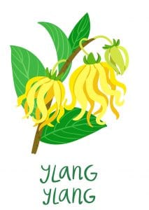 ylang ylang