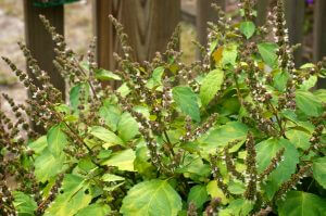 patchouli flowers