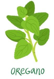 oregano