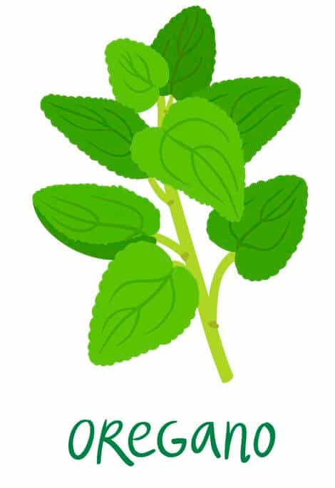 oregano