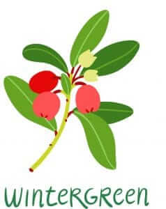 wintergreen illustration