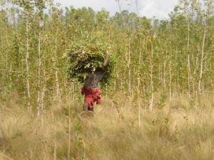 Read more about the article Niaouli essential oil