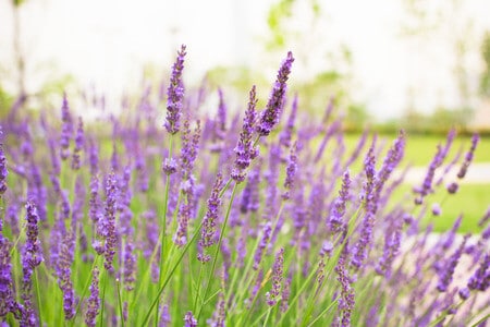 You are currently viewing Knowing the different lavenders
