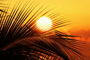 Read more about the article Essential oils and photo-sensitivity