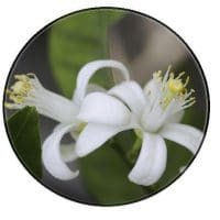 neroli essential oil australia