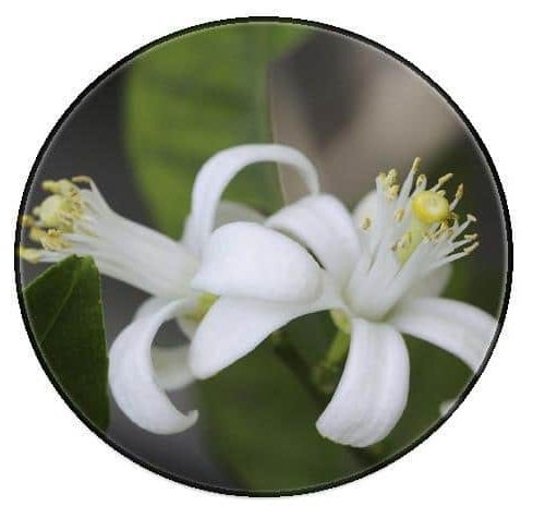 Neroli essential Oil – Organic