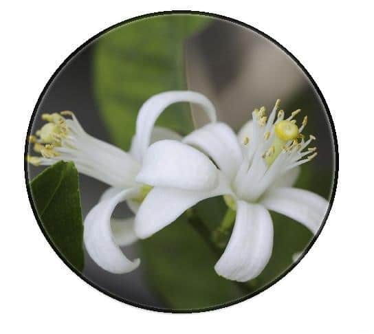 neroli essential oil neroli essential oil australia