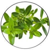 savory essential oil australia