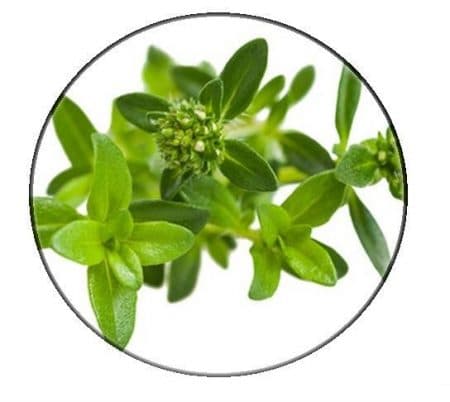 Savory (winter) essential Oil – Organic