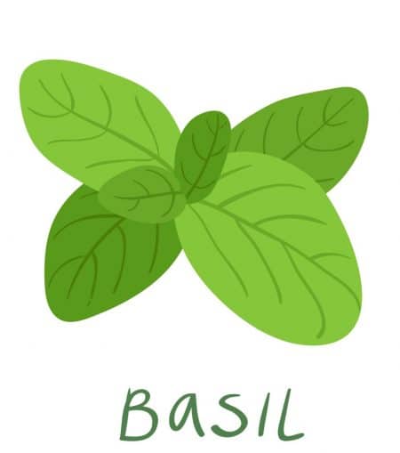 Basil essential oil
