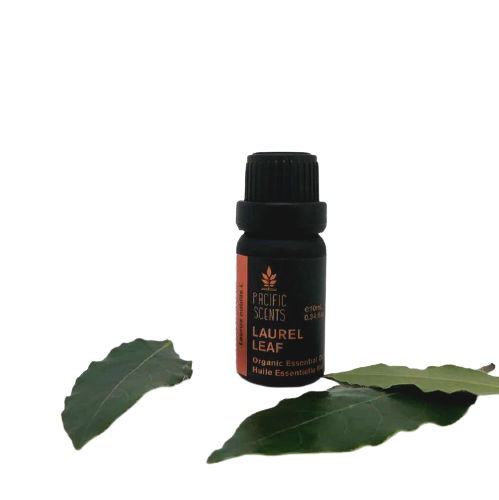 Laurel / bay leaf essential Oil – Organic