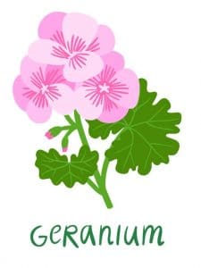 geranium
