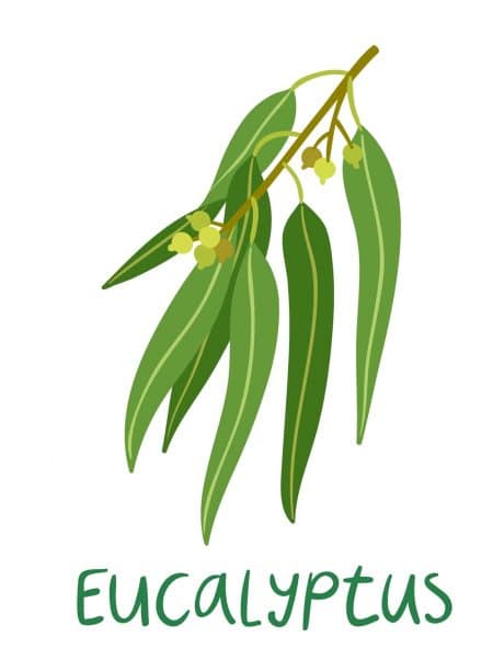 eucalyptus