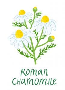 roman chamomile