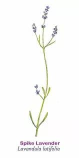 spike lavander