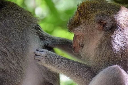monkeys-looking-for-lice