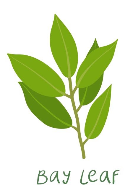 bay leaf illustration