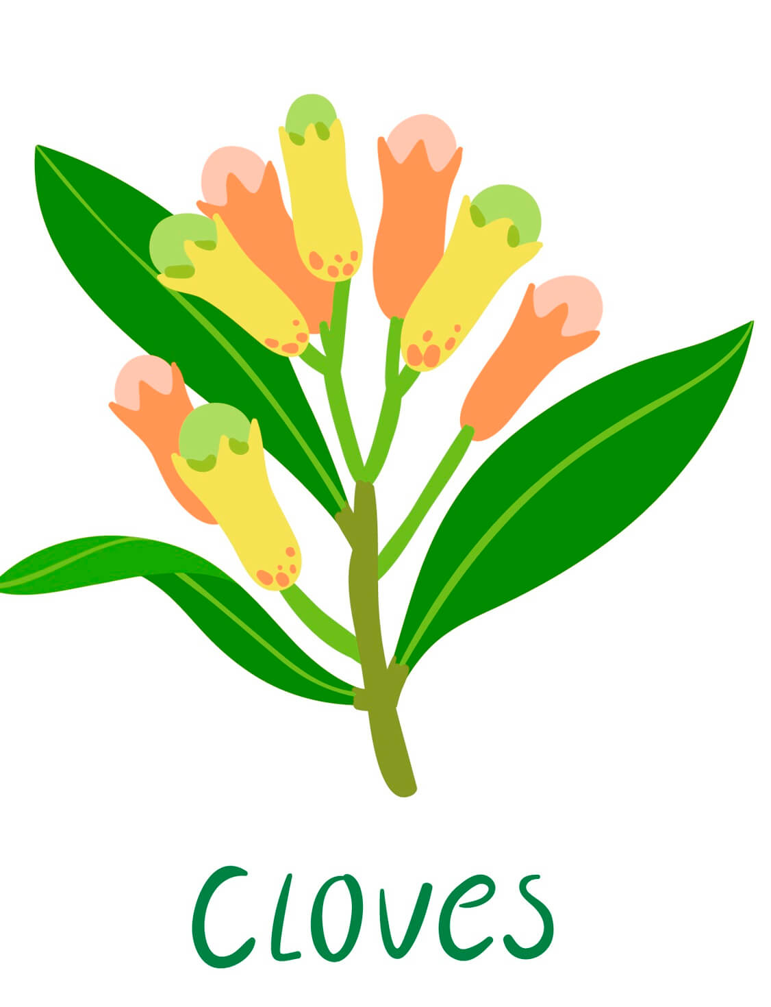 clove illustration
