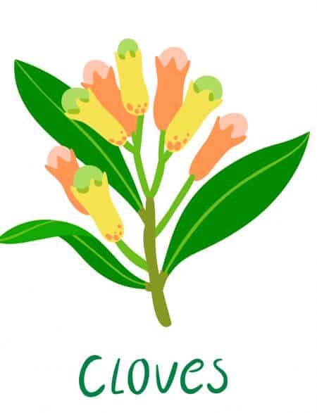 clove essential oil