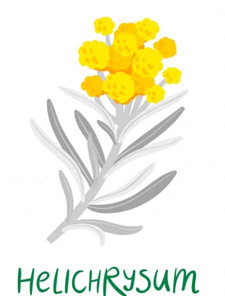 helicrysum illustration
