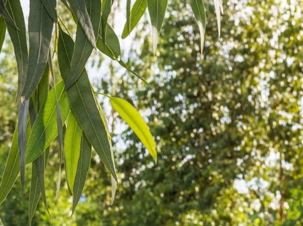 eucalyptus