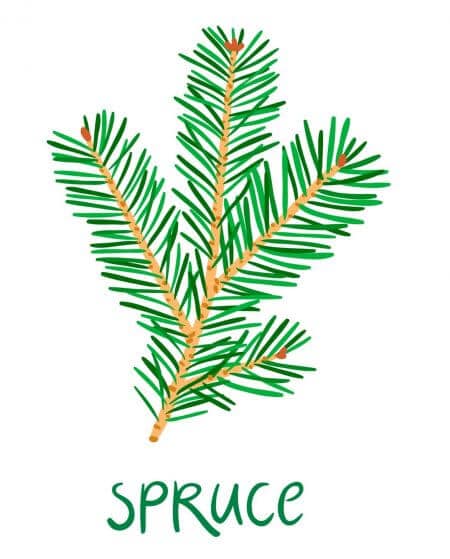 spruce