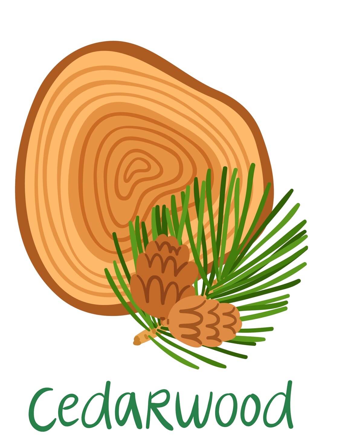 cedarwood illustration