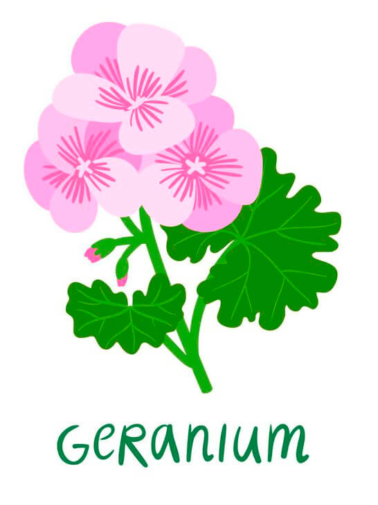 geranium illustration