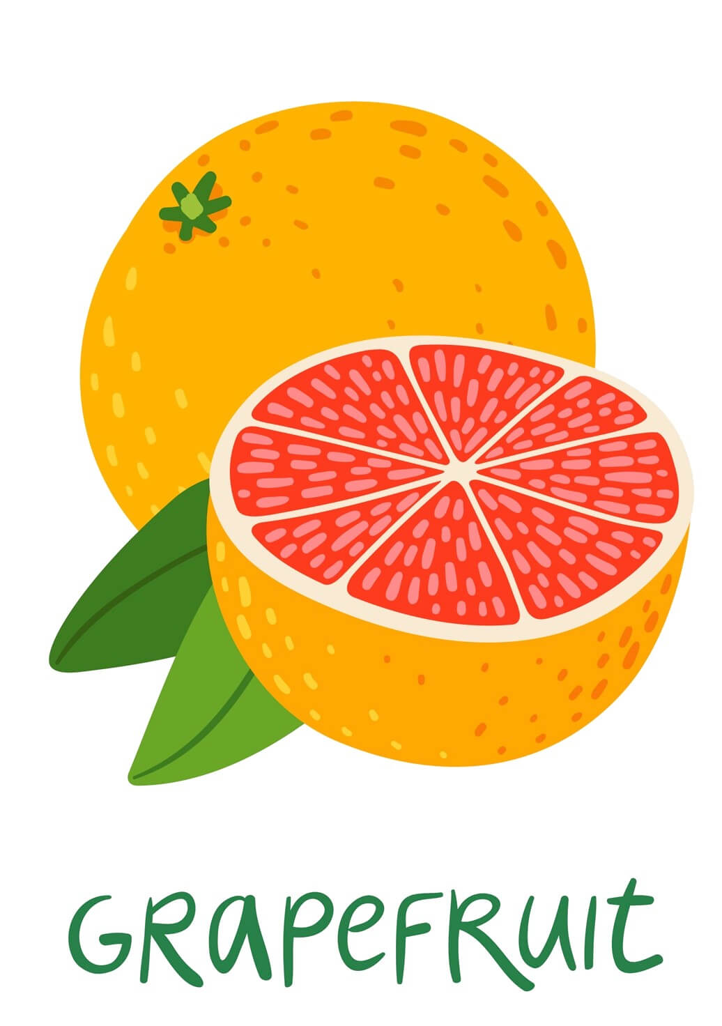 grapefruit illustration