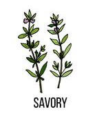 savory illustration
