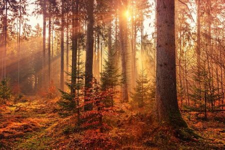 Read more about the article Which essential oils this autumn?
