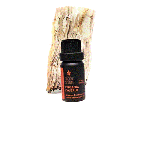 Cajeput essential oil – Organic