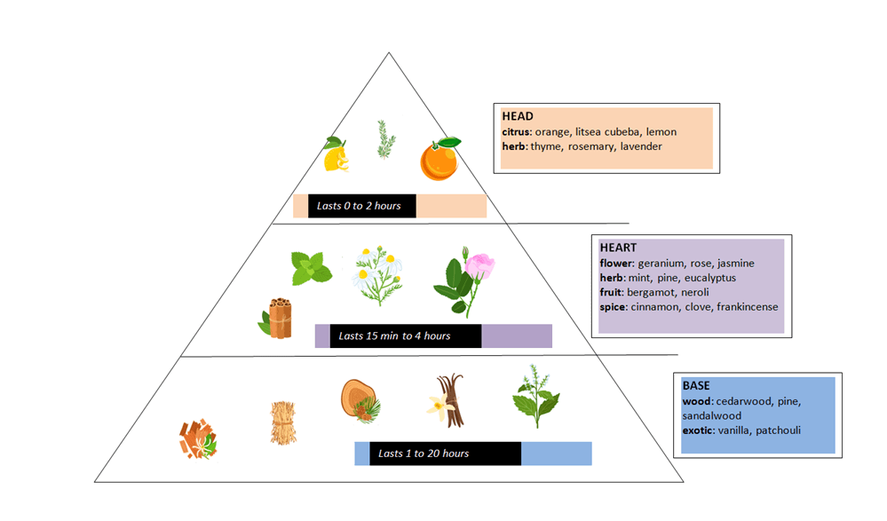 pyramide olfactive