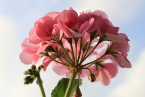 Read more about the article How to use Geranium Essential Oil