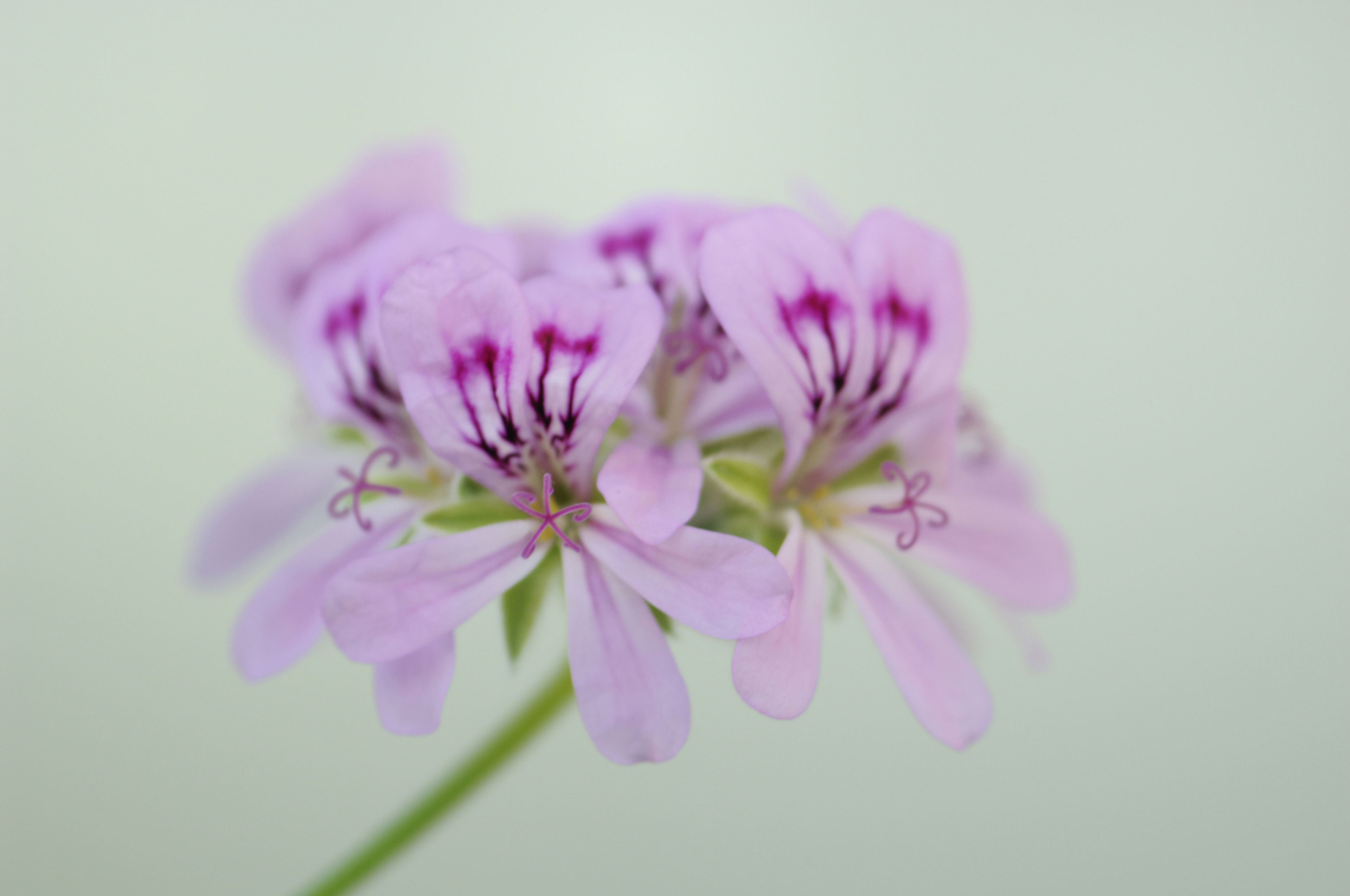 geranium