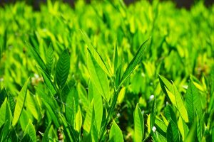 Read more about the article How to use Noble Laurel essential oil?