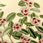 How to use FRAGONIA essential oil