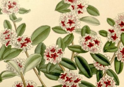 You are currently viewing How to use FRAGONIA essential oil