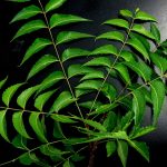 What is NEEM OIL?