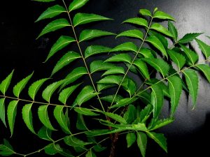 Read more about the article What is NEEM OIL?