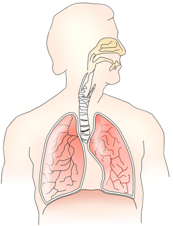 respiratory tract