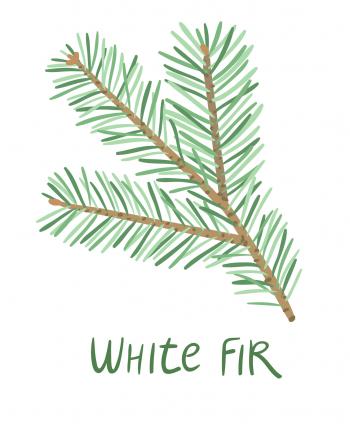 fir