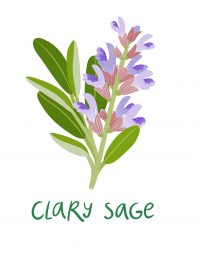 clary sage