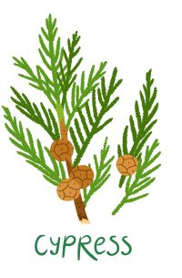 cypress