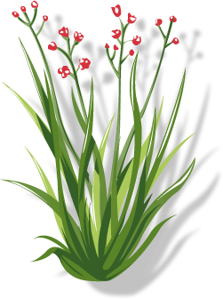 palmarosa essential oil