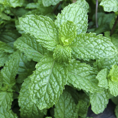 peppermint essential oil