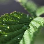 Peppermint Essential Oil Uses and Benefits