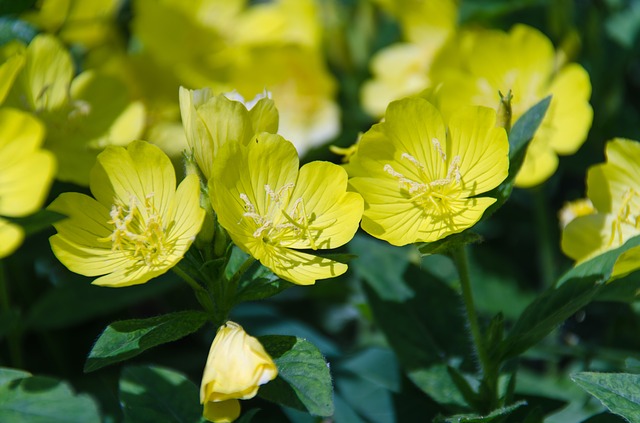 You are currently viewing The benefits of evening primrose oil